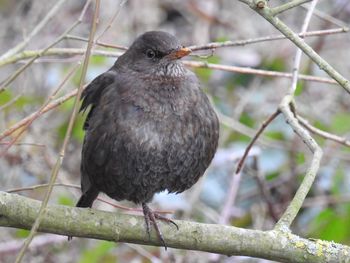 Close-up of bird perching outdoors