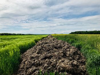 Scenic view of agricultural field against sky