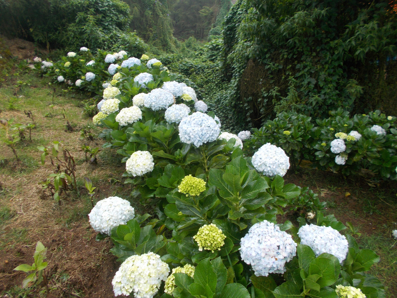 WHITE FLOWERING PLANTS IN FORMAL GARDEN