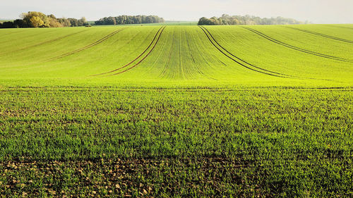 Scenic view of agricultural field