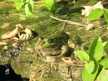 High angle view of turtle in water