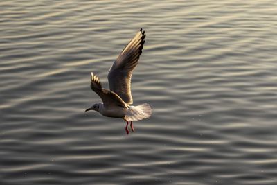 Seagulls flying over lake