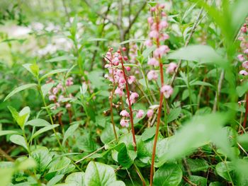 Close-up of pink flowering plants on field