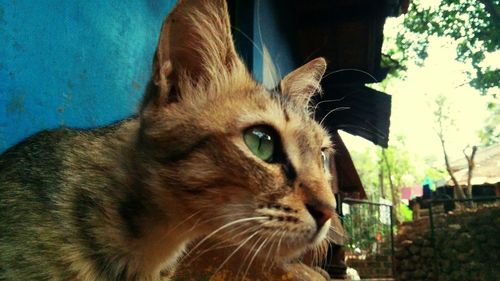 Close-up portrait of cat