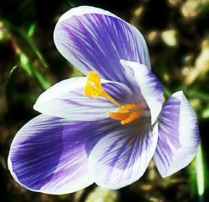 Close-up of purple flower blooming