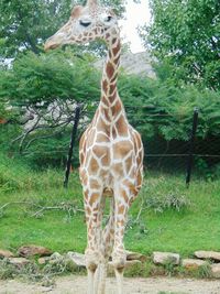 Giraffe standing on field in zoo