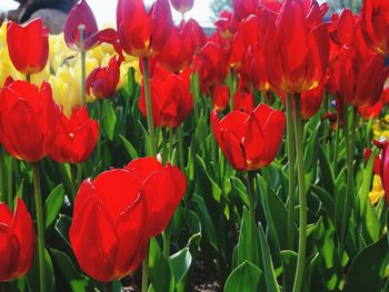 Close-up of red tulips blooming in field