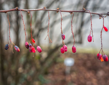 Close-up of fruits hanging on tree