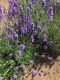 Purple flowers blooming on field