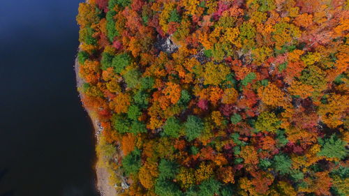 Close-up of autumn tree against black background