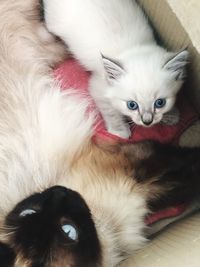 Close-up portrait of a cat