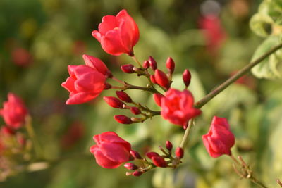 Close-up of red flowers on tree