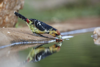 Crested Barbet