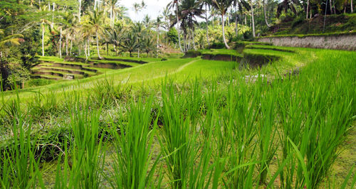 Scenic view of rice field against sky