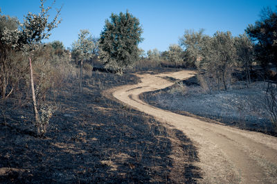 Dirt road amidst ash at forest against clear blue sky