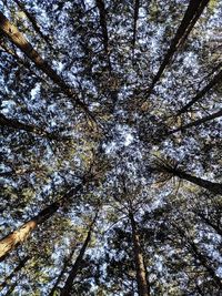 Low angle view of trees against sky