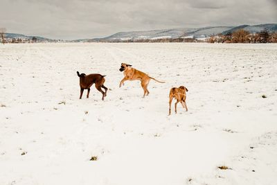 Dogs walking on snow covered field