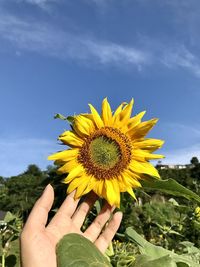 Low angle view of person hand on sunflower against sky