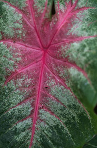 Macro shot of water drops on leaf