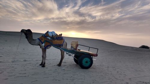 Side view of camel cart at beach during sunset