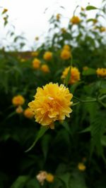 Close-up of yellow flower