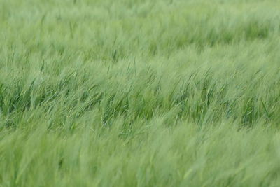 Full frame shot of corn field