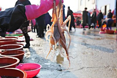 Close-up of hand holding octopus on street in city