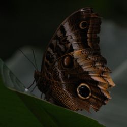 Close-up of butterfly over black background