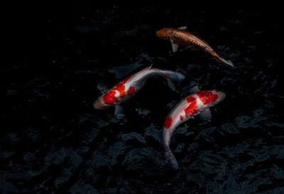 High angle view of koi carps swimming in sea