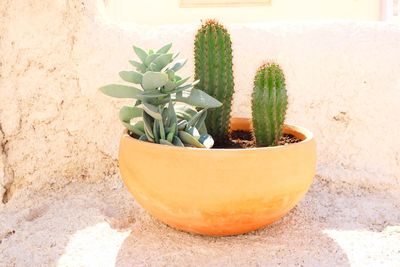 Close-up of potted plant