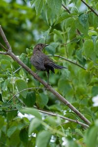 Bird perching on a tree