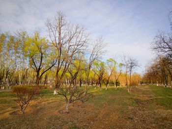 Trees on field against sky