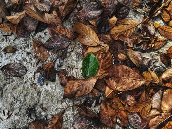 Close-up of fallen maple leaves