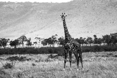 Masai giraffe masai mara park kenya 