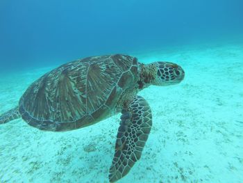 View of turtle swimming in sea