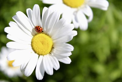 Close-up of insect on white flower