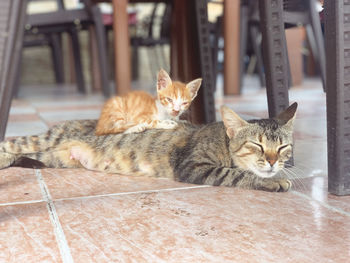 Portrait of cats resting