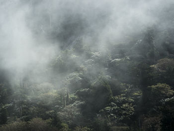 Scenic view of trees in forest during foggy weather