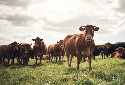 Cows on field