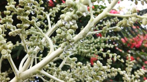 Close-up of flowering plant