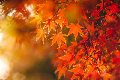 Close-up of maple leaves on tree during autumn