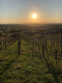 Scenic view of vineyard against sky during sunset