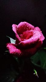 Close-up of pink rose against black background