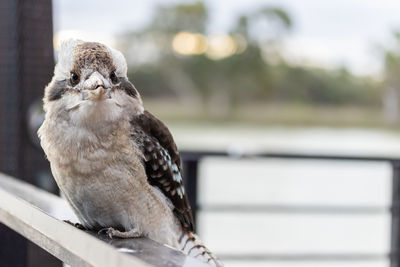 Close-up of owl perching on railing