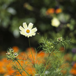 Close-up of flowering plant