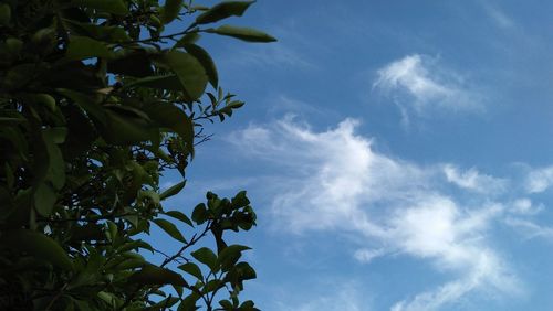 Low angle view of tree against sky