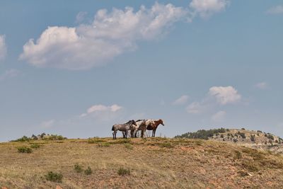 Wild horses in theodore roosevelt national park, north dakota