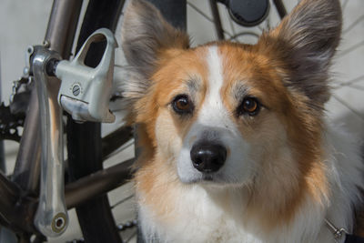 Close-up portrait of dog