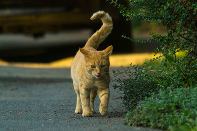 Cat looking away on footpath