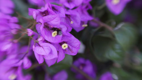 Close-up of pink flowers